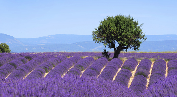 destination_provence_600x330